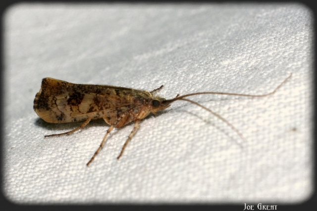 Trichoptera - Tegzesek