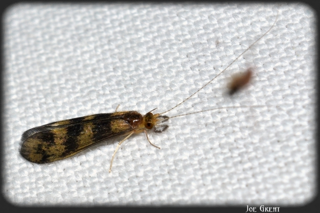 Trichoptera - Tegzesek