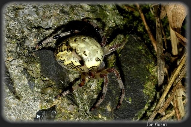 Araneus marmoreus - márványos keresztespók