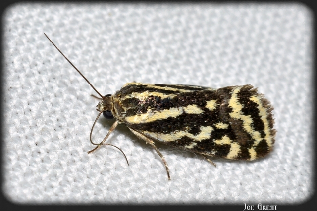 Emmelia trabealis - zebrabagoly