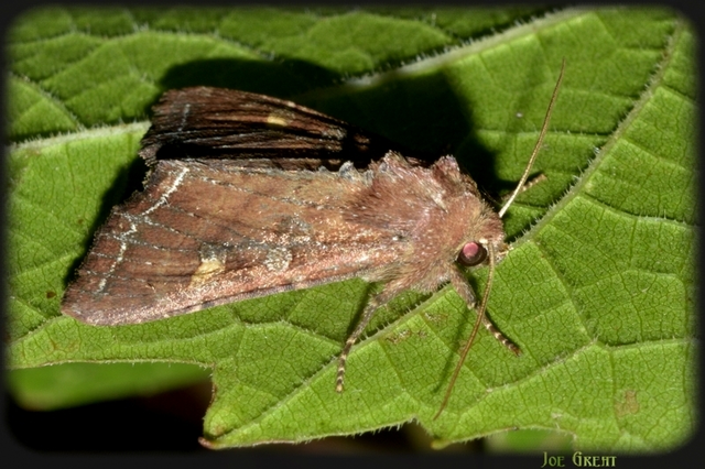 Lacanobia oleracea - saláta-kertibagoly