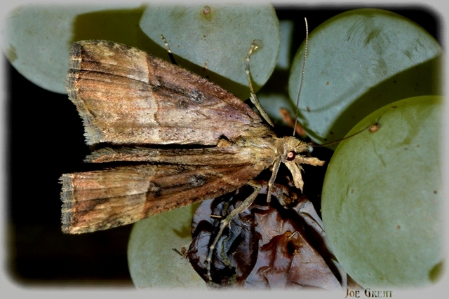 Hypena rostralis - közönséges karcsúbagoly