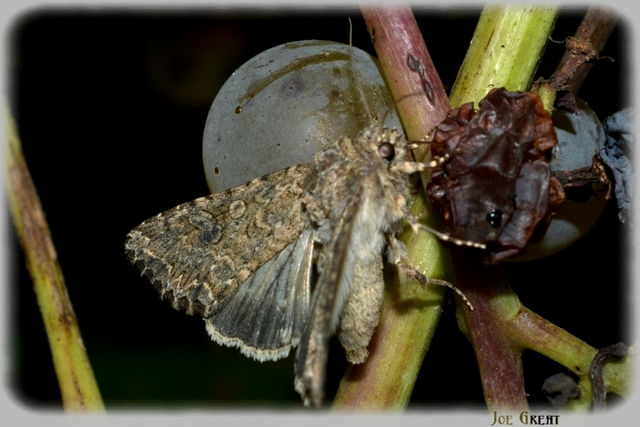 Hadula trifolii - lóherebagoly