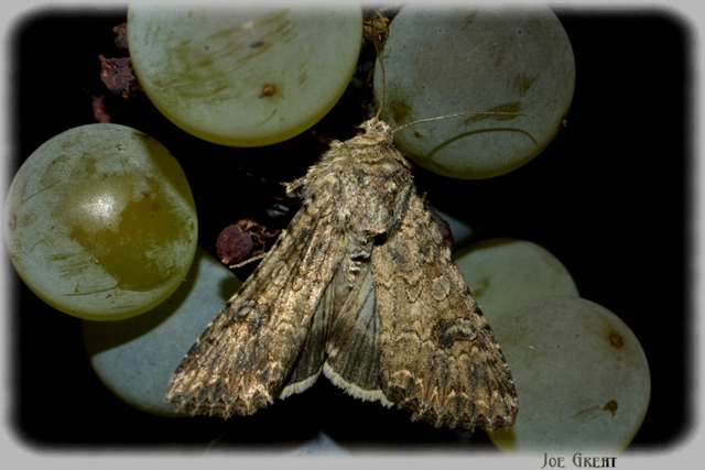 Hadula trifolii - lóherebagoly