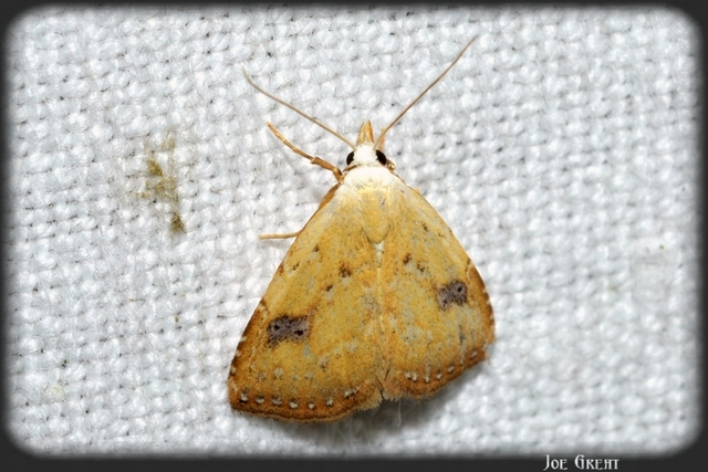 Rivula sericealis - selymes lórombagoly