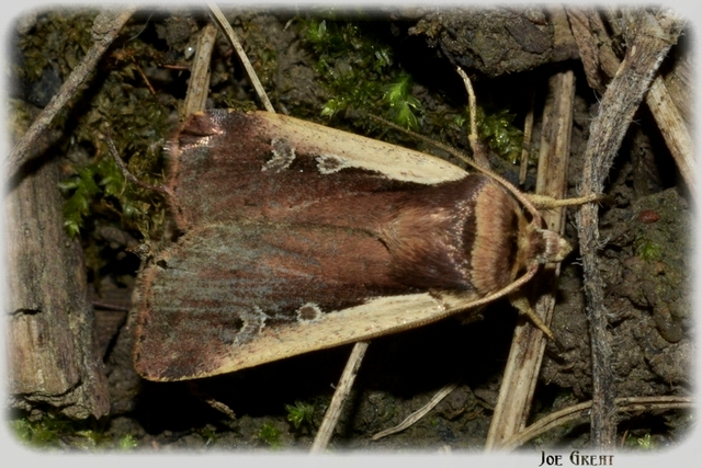 Ochropleura plecta - fehérszegélyű fűbagoly