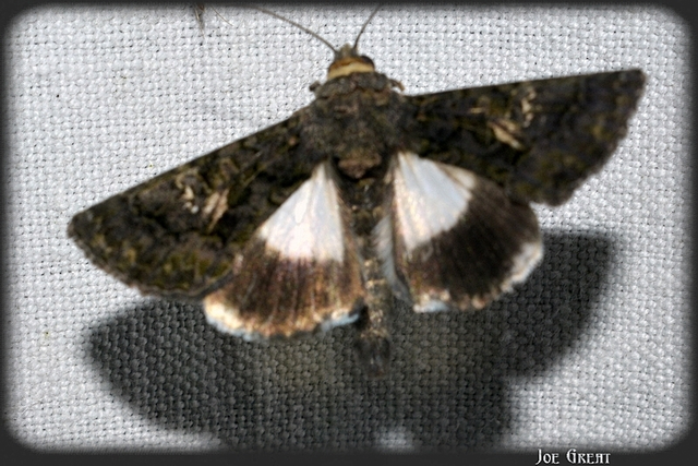 Anophia leucomelas - déli folyófűbagoly