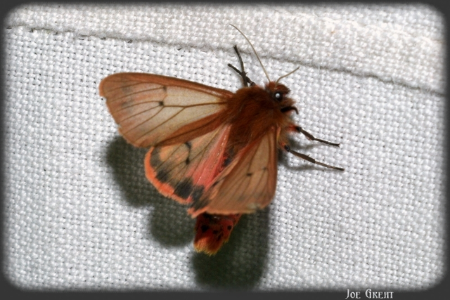 Phragmatobia fuliginosa - füstös medvelepke