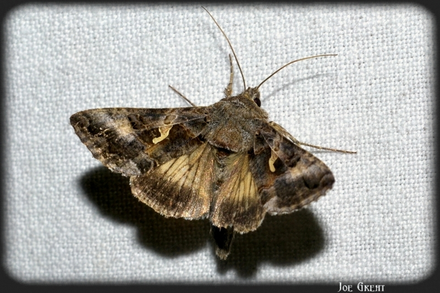 Autographa gamma - gammalepke