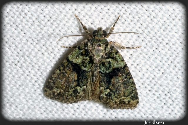 Cryphia algae - sárgászöld zuzmóbagoly