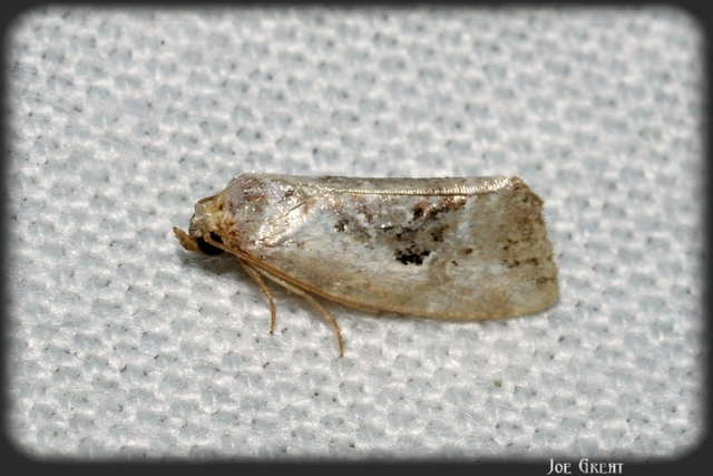 Hapalotis venustula - rózsaszínű mázasbagoly
