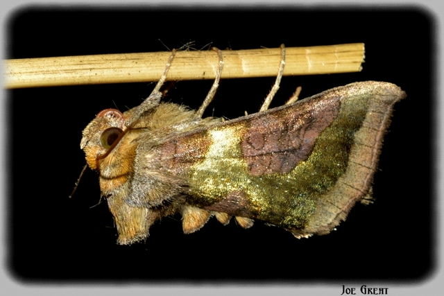 Diachrysia chrysitis - aranybagoly