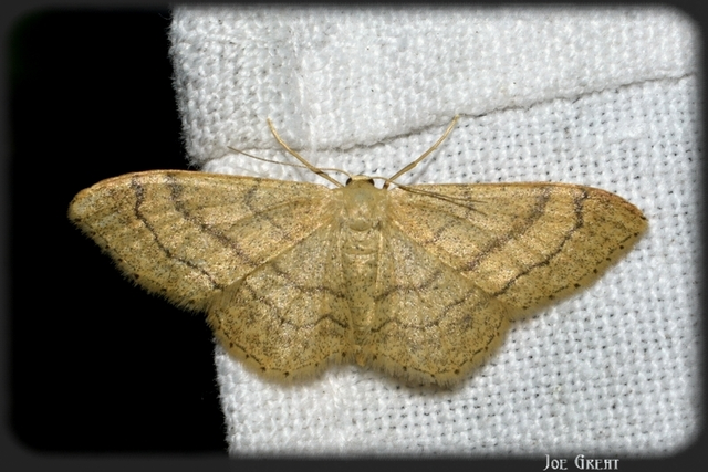 Idaea aversata - nagy sávosaraszoló