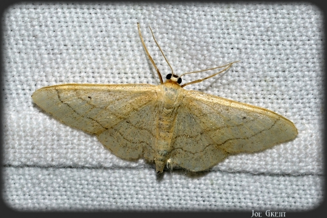 Idaea aversata - nagy sávosaraszoló