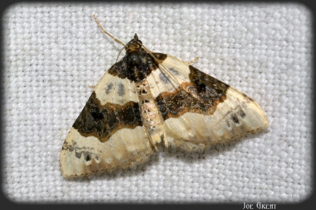 Cosmorhoe ocellata - szemes galajaraszoló