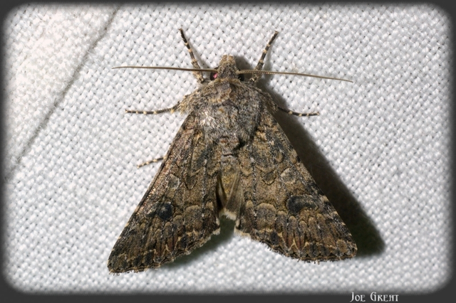 Hadula trifolii - lóherebagoly
