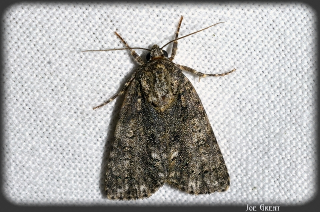 Acronicta rumicis - sóska-szigonyosbagoly Acronicta rumicis - sóska-szigonyosbagoly
