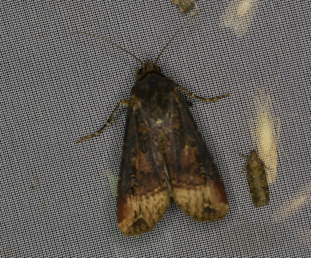 Agrotis ipsilon - nagy földibagoly