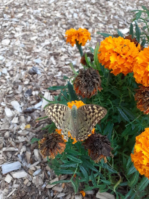 Argynnis pandora - zöldes gyöngyházlepke