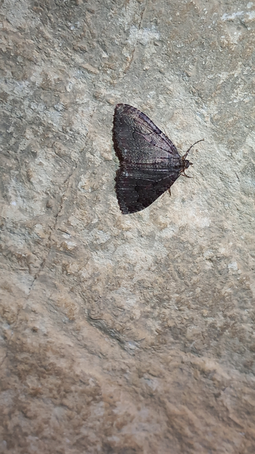 Triphosa dubitata - kutyabenge-araszoló
