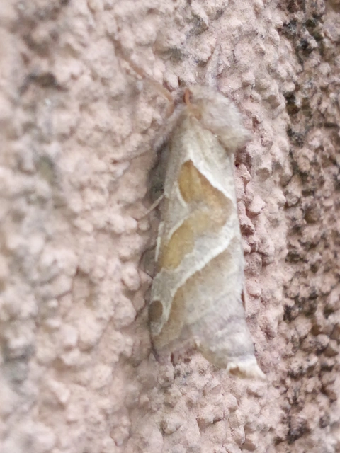 Triodia sylvina - kis gyökérrágólepke