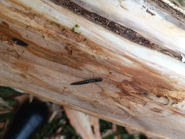 Raphidioptera - Tevenyakú-fátyolkák
