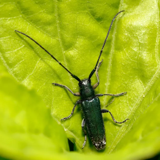 Agapanthia violacea - kék somkórócincér