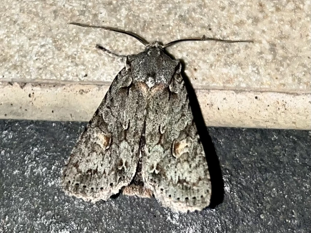 Lithophane ornitopus - közönséges fabagoly