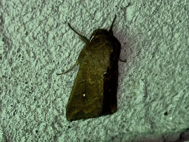 Mythimna albipuncta - fehérpettyes rétibagoly