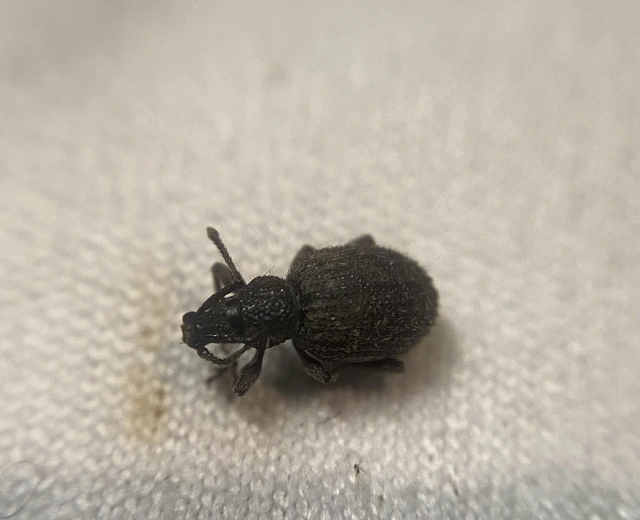 Otiorhynchus hystrix - sörtés gyalogormányos