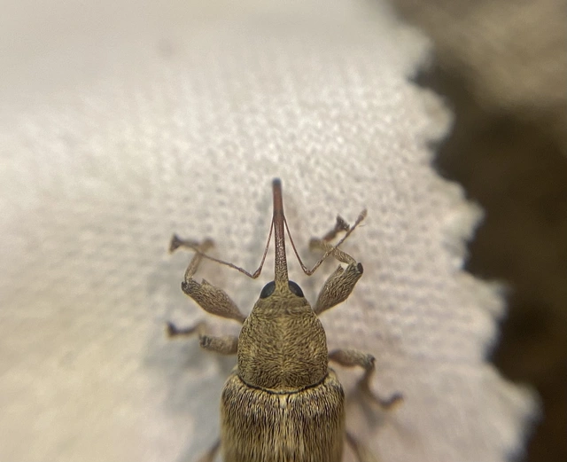 Curculio propinquus - halvány zsuzsóka