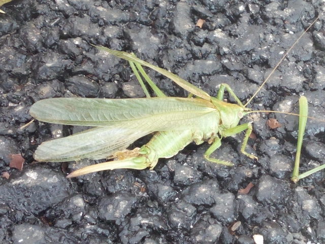 Tettigonia viridissima - zöld lombszöcske
