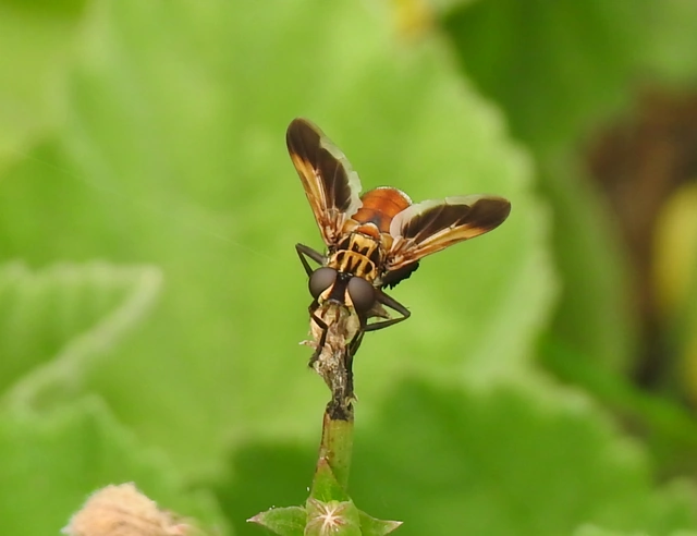 Trichopoda pictipennis - tollaslábú poloskalégy
