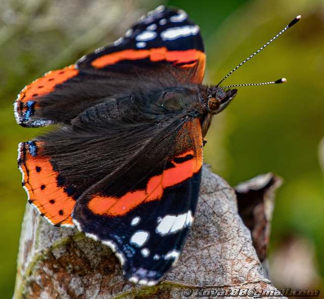 Vanessa atalanta - atalantalepke