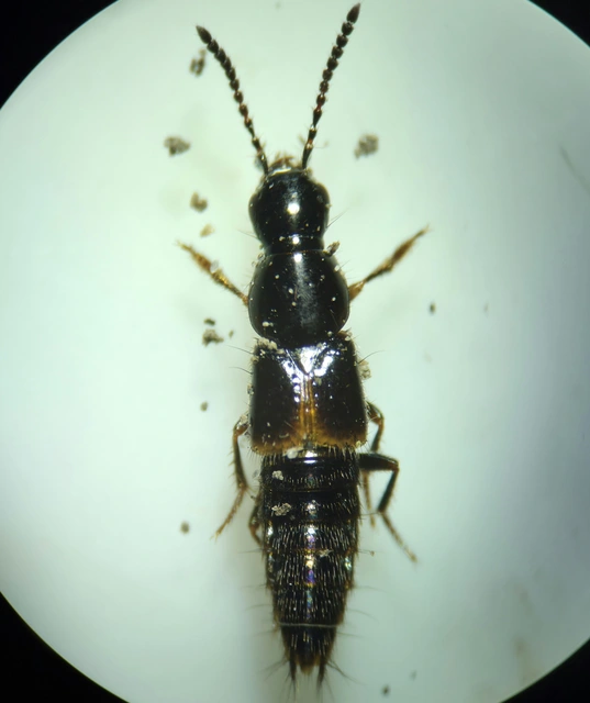 Quedius cinctus - szegélyes mohaholyva
