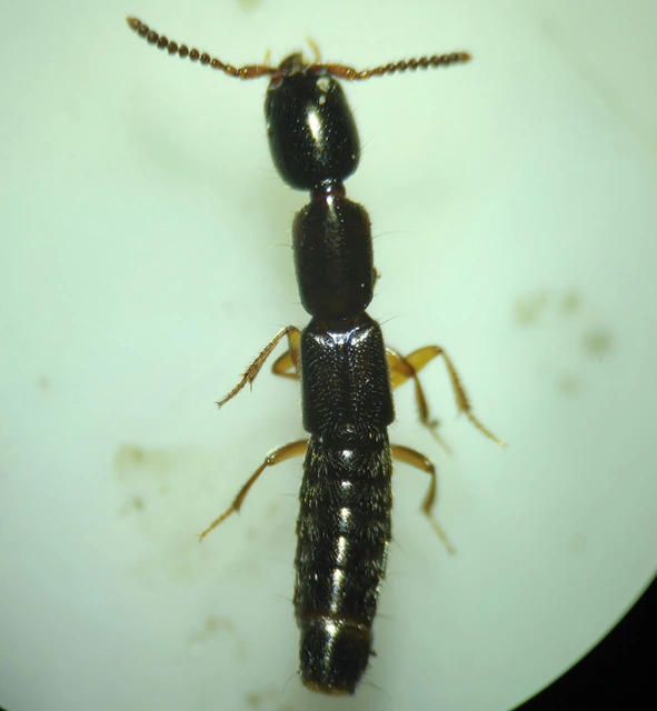 Xantholinus linearis - bronzfényű rovátkásholyva Xantholinus linearis - bronzfényű rovátkásholyva