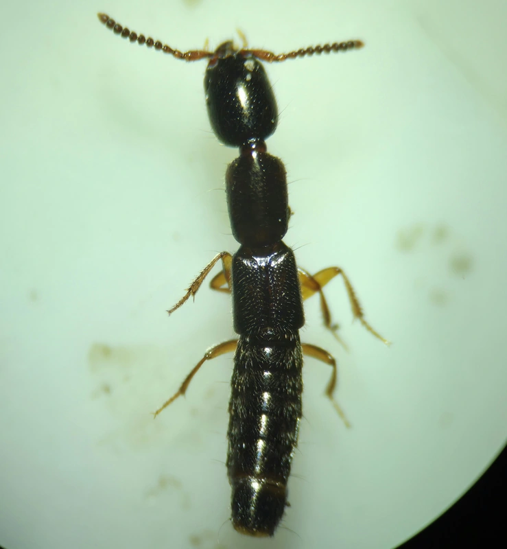 Xantholinus linearis - bronzfényű rovátkásholyva