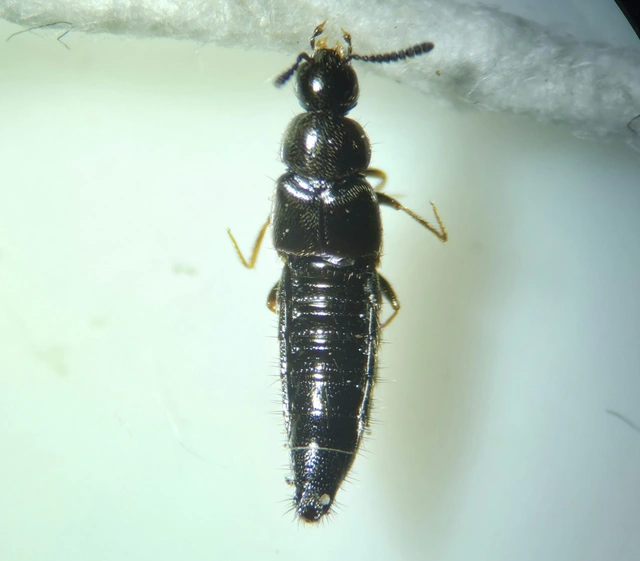 Aleochara sparsa - közönséges fürkészholyva
