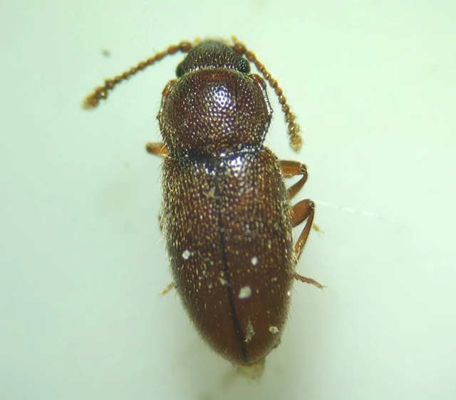 Cryptophagidae - penészbogárfélék