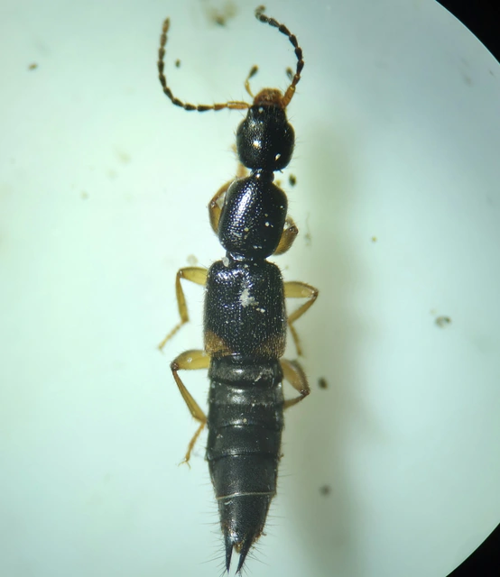 Tetartopeus terminatus - lápi mocsárholyva