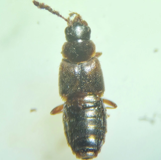 Agaricochara latissima - hosszúcsápú taplóholyva