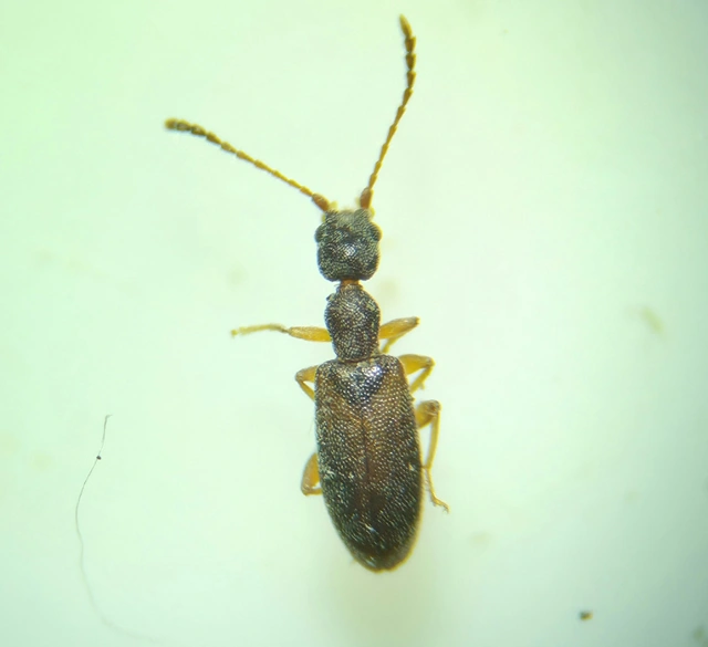 Endomia tenuicollis - keskenynyakú fürgebogár