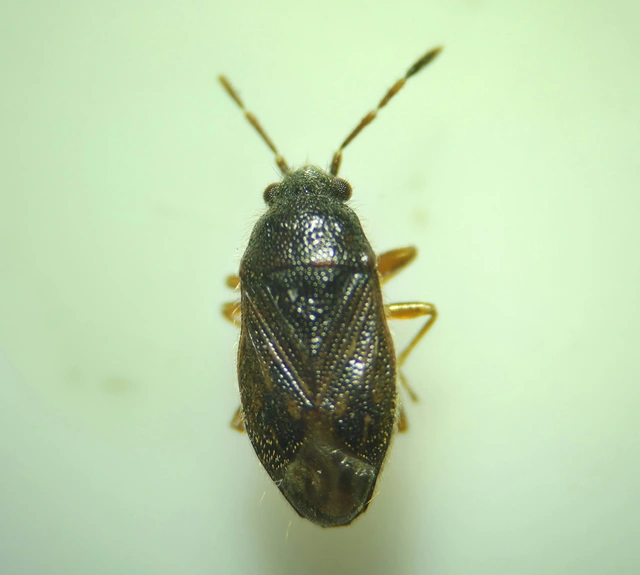 Stygnocoris