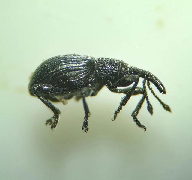 Ceratapion onopordi - szamárbogáncs-cickányormányos Ceratapion onopordi - szamárbogáncs-cickányormányos