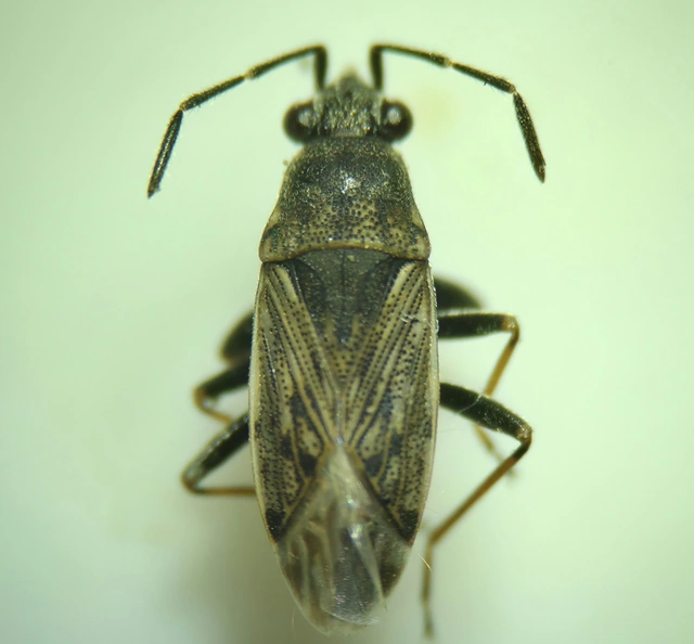 Peritrechus