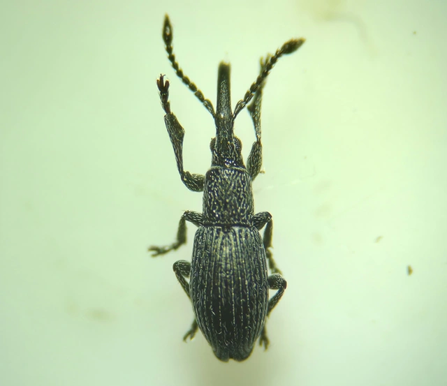 Ceratapion penetrans - lapátlábú cickányormányos Ceratapion penetrans - lapátlábú cickányormányos