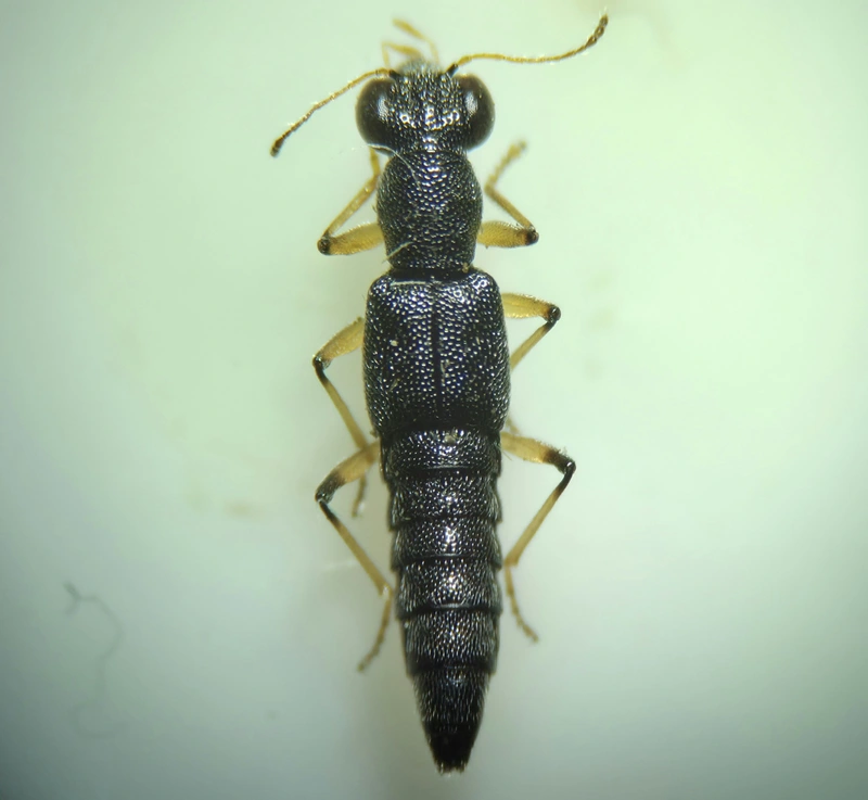 Stenus solutus - selyemfényű szemesholyva