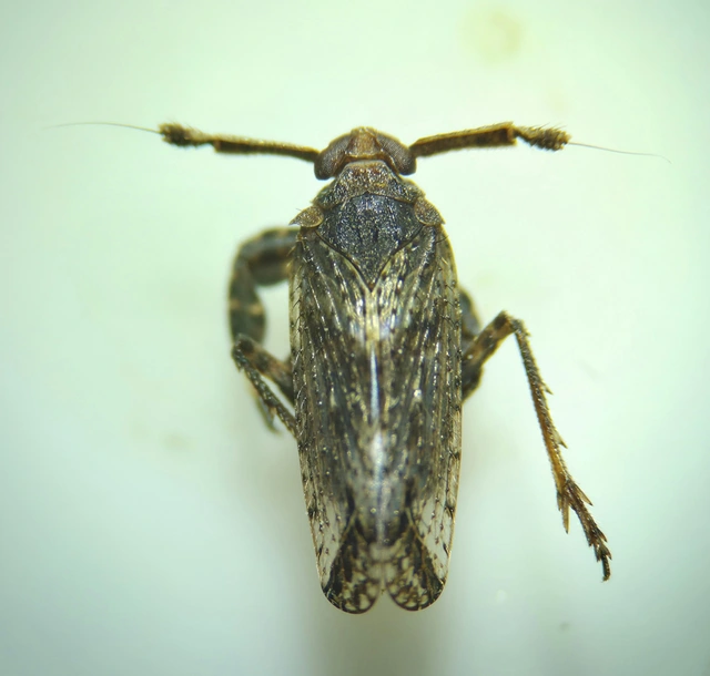 Asiraca clavicornis