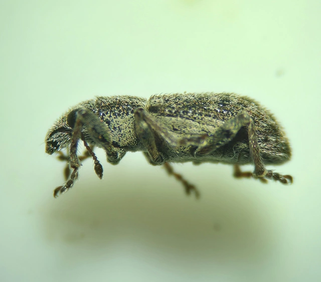 Sitona waterhousei - dülledtszemű csipkézőbogár