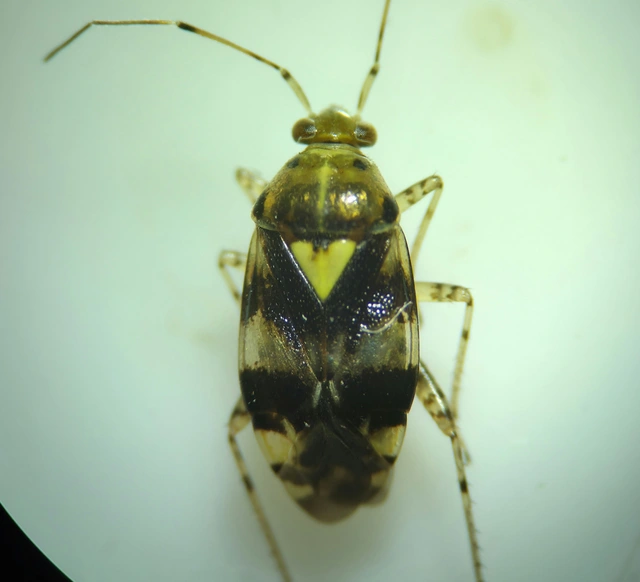 Liocoris tripustulatus - hárompettyes mezeipoloska